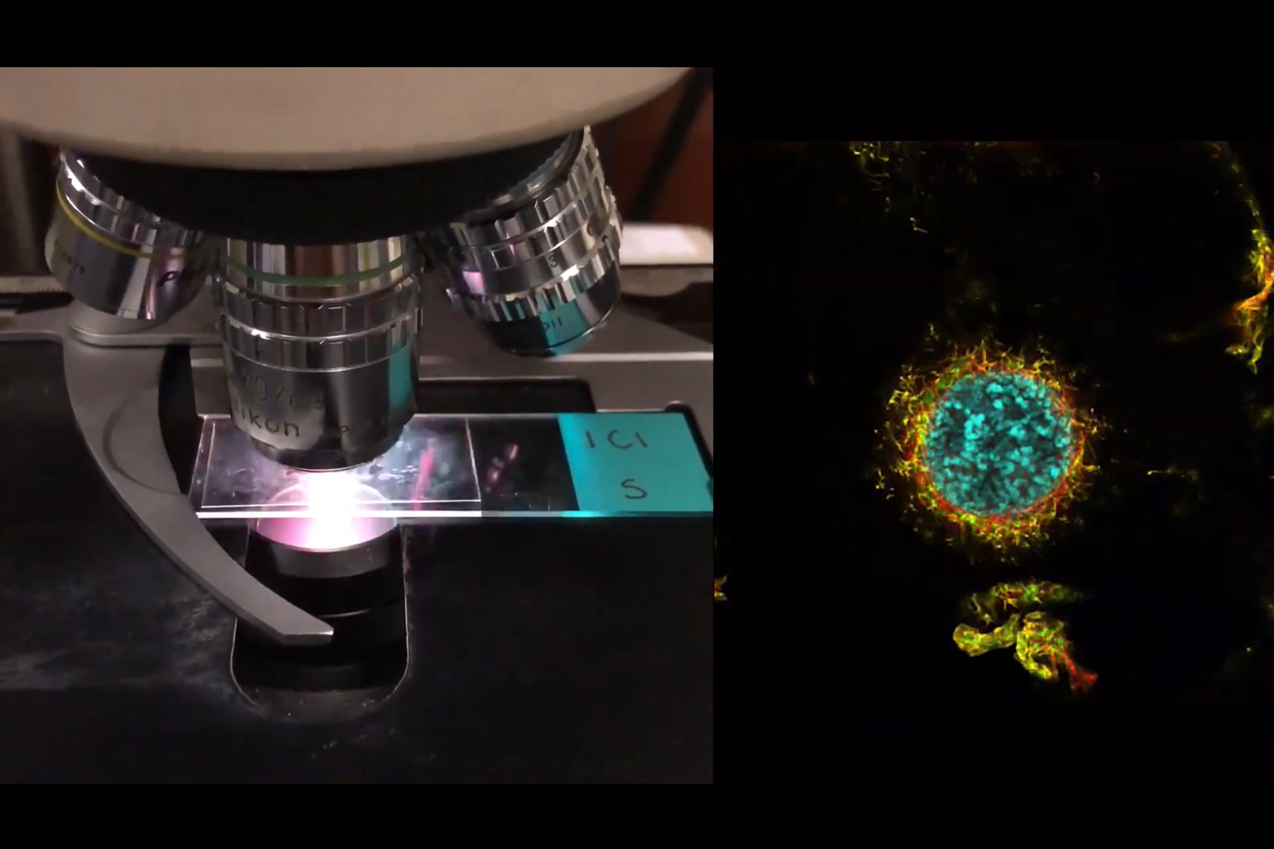 Lasers, Microscopes and Virtual Reality