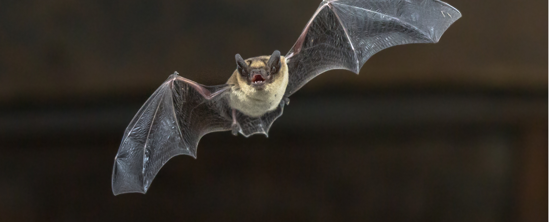 Bats, Rabies and COVID-19: Can we Stop Animal-borne Diseases?