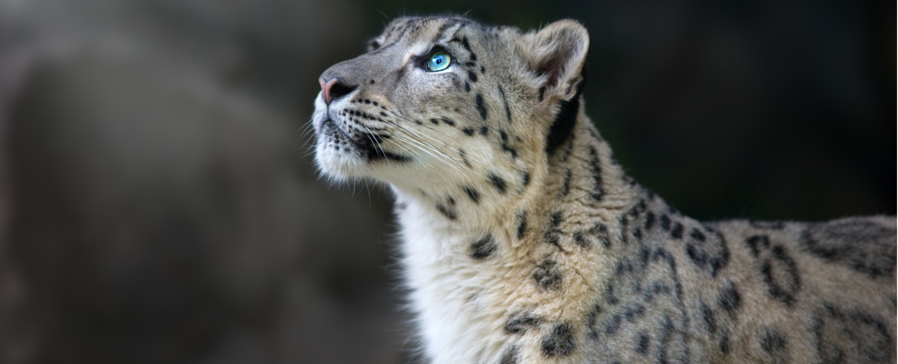 Dynamic Earth – Satellites and Snow Leopards