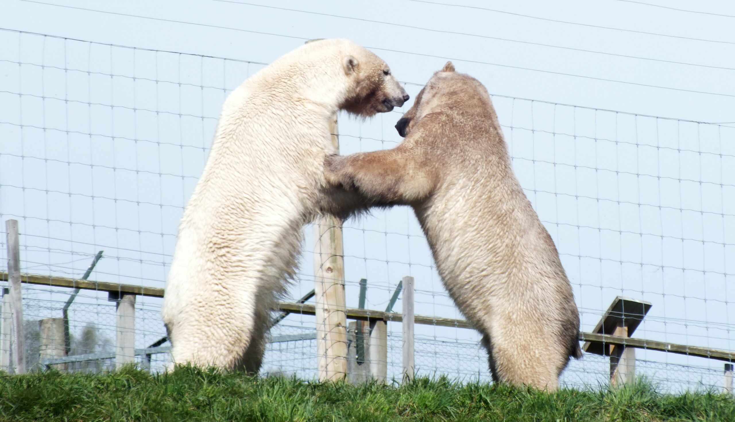 Conservation in action at the Highland Wildlife Park