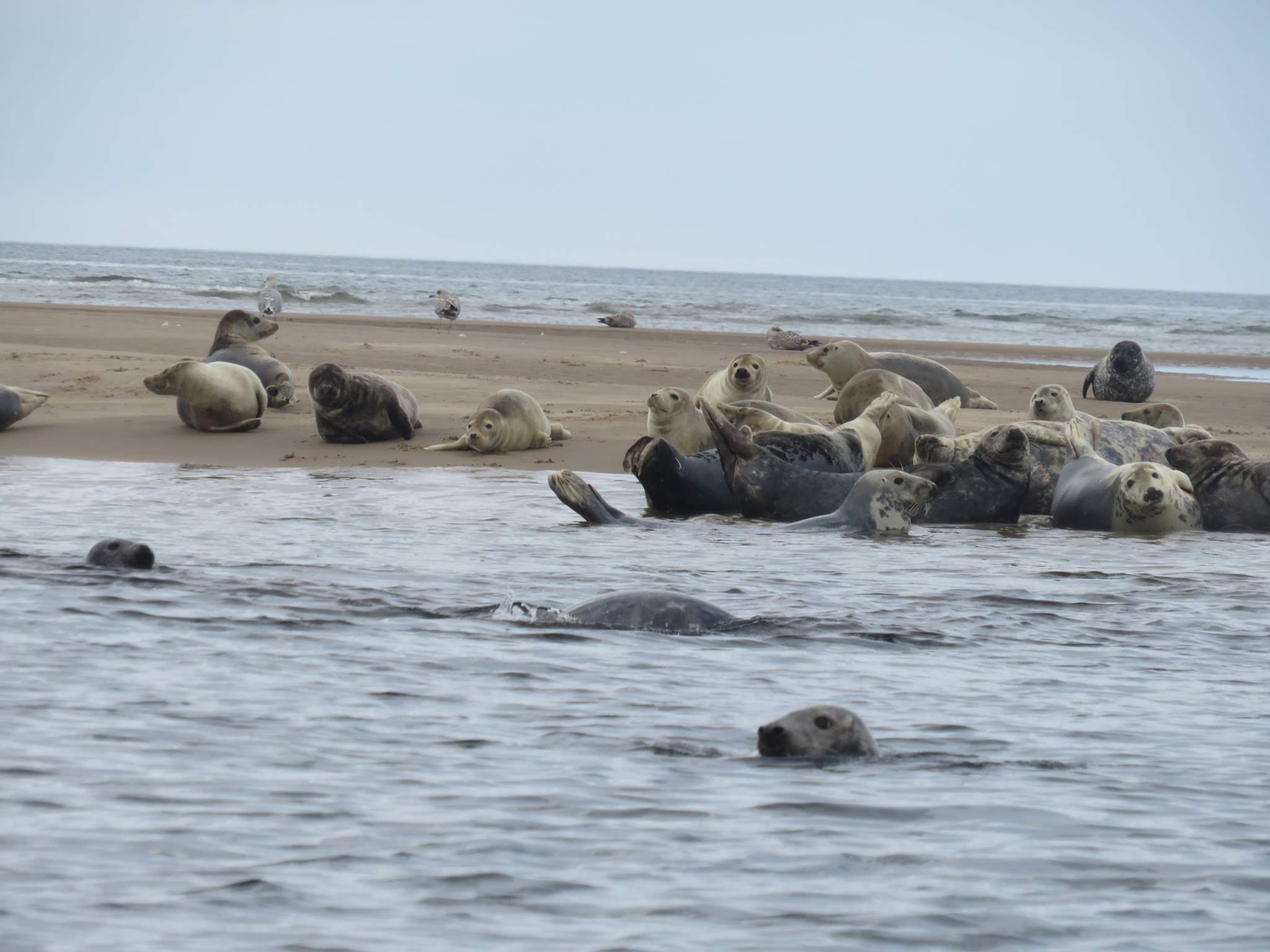 Saving Scotland’s Seas
