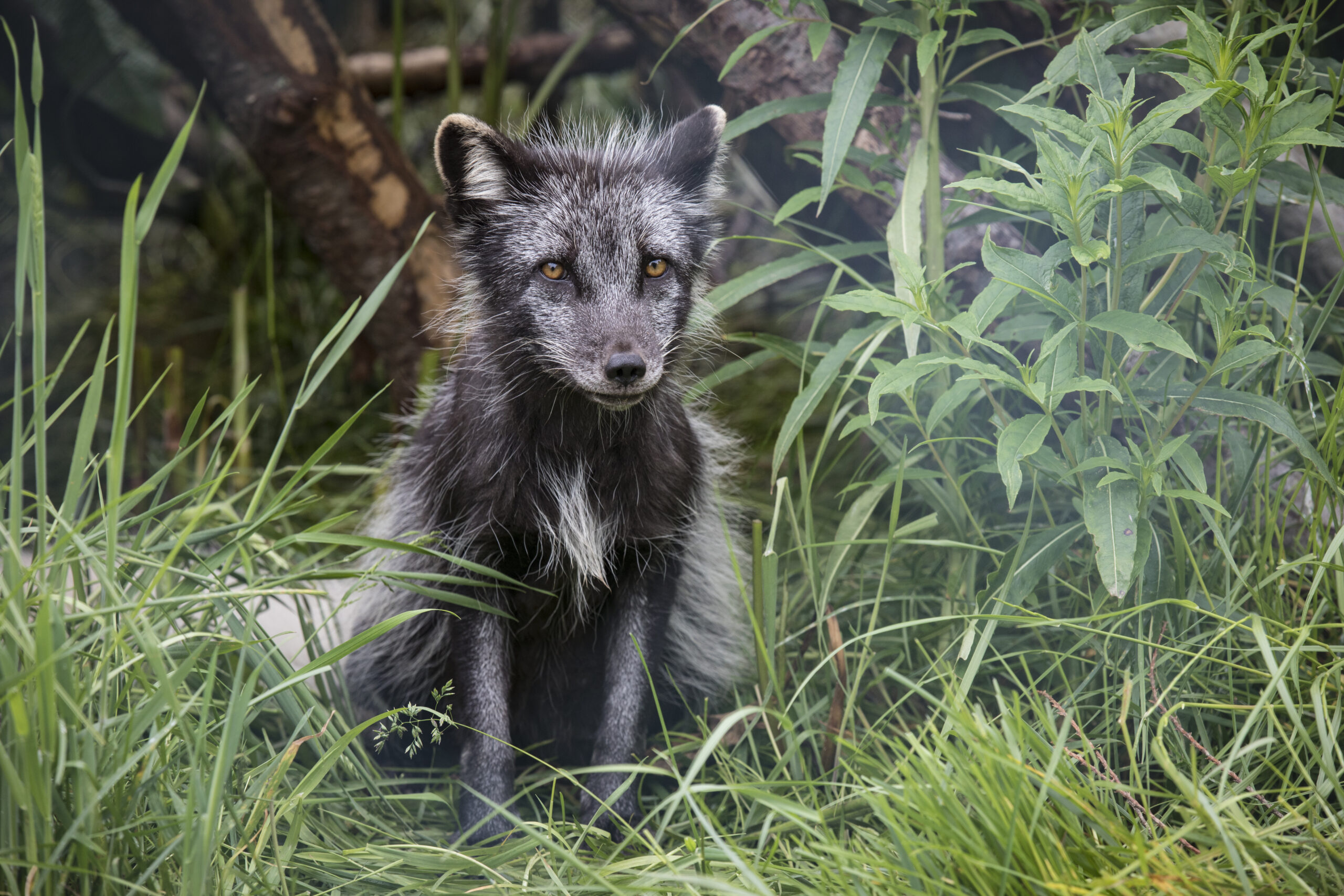 Arctic Foxes: Meet The Chameleon Of The Arctic With RZSS Discovery and Learning