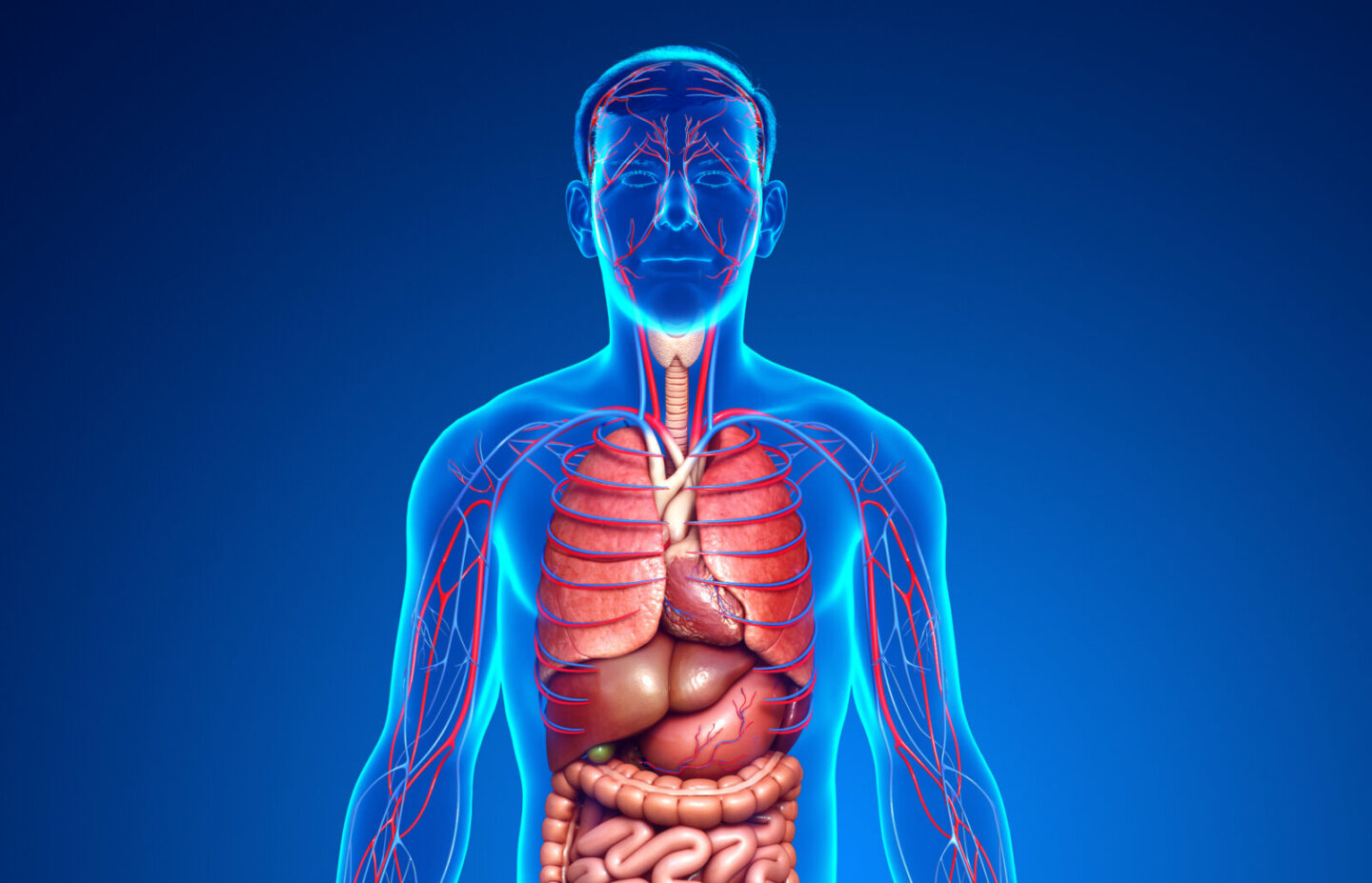  Build a body - The Human Body